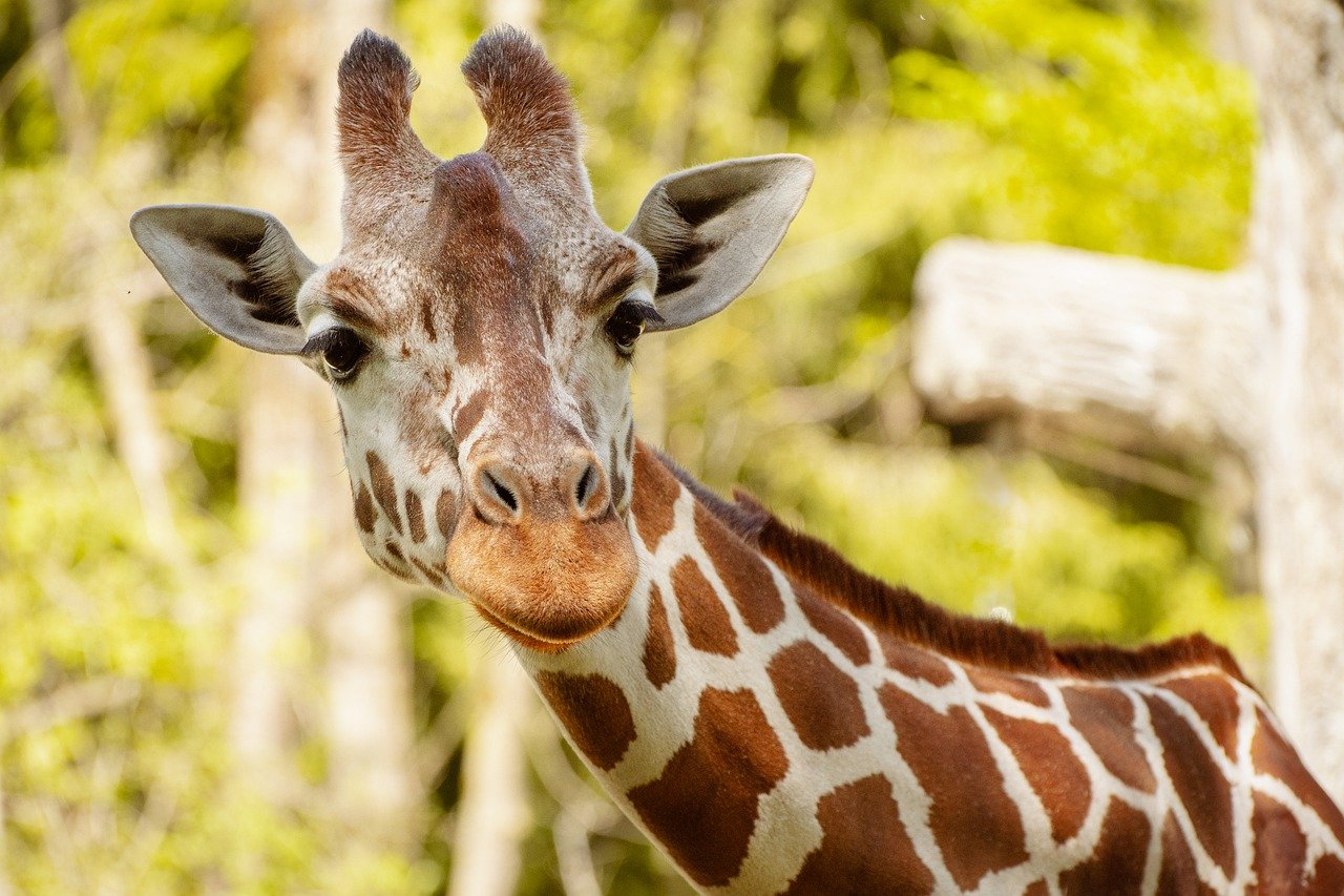 giraffe, animal, zoo-7240606.jpg